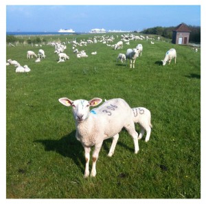 geschorene_Schafe_auf_Fehmarn